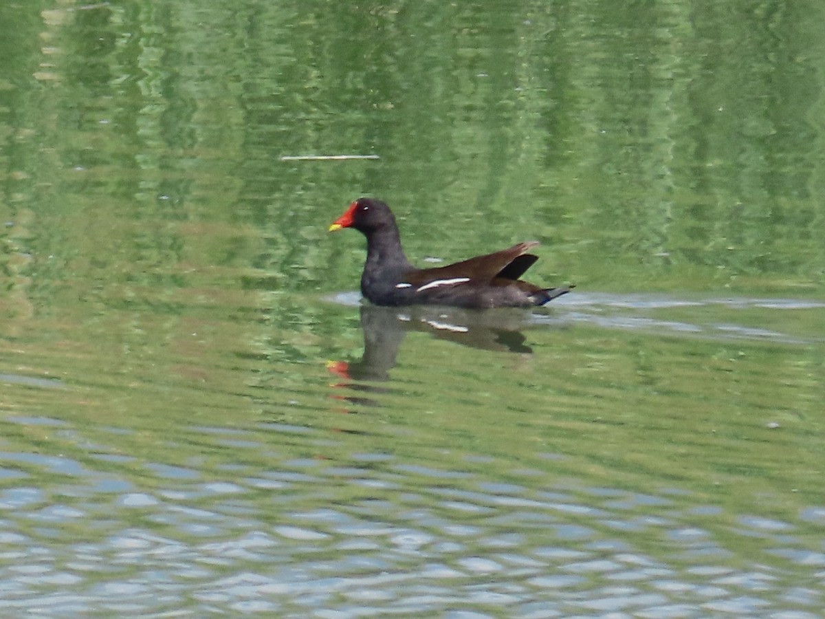 Gallineta Común - ML645598357