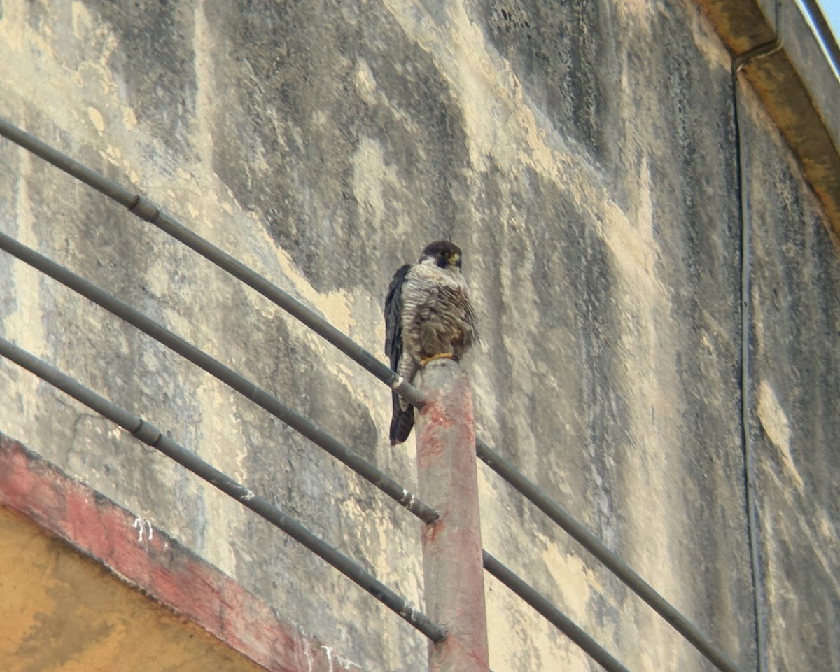 Peregrine Falcon - ML645598359