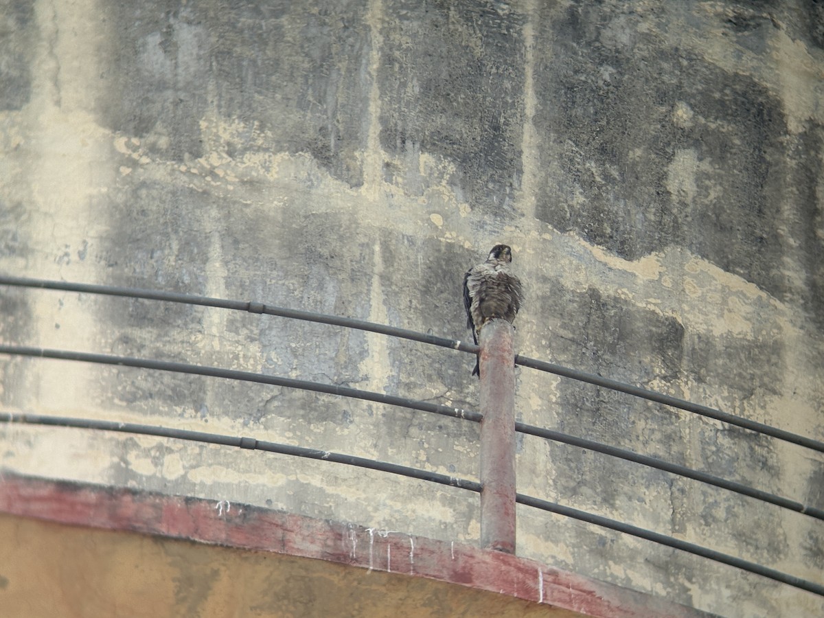 Halcón Peregrino - ML645598360