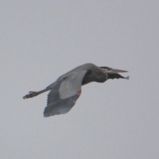 Garza Azulada - ML645598364