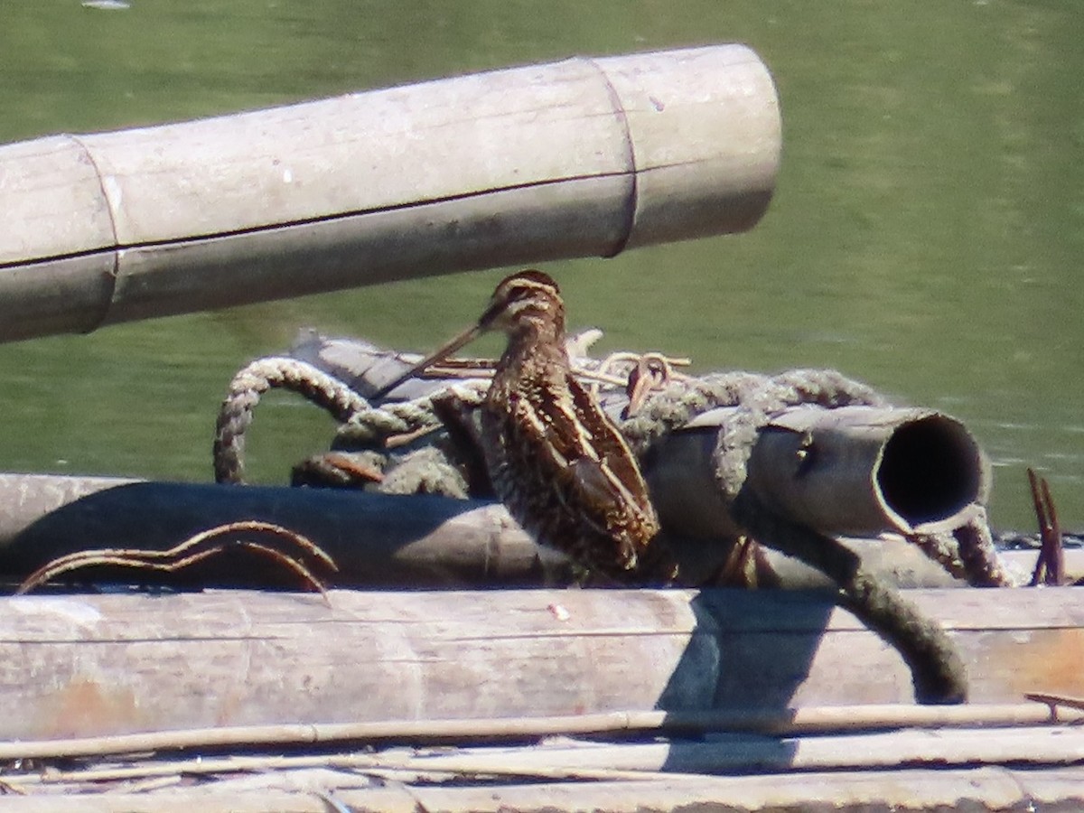 Agachadiza Común - ML645598366