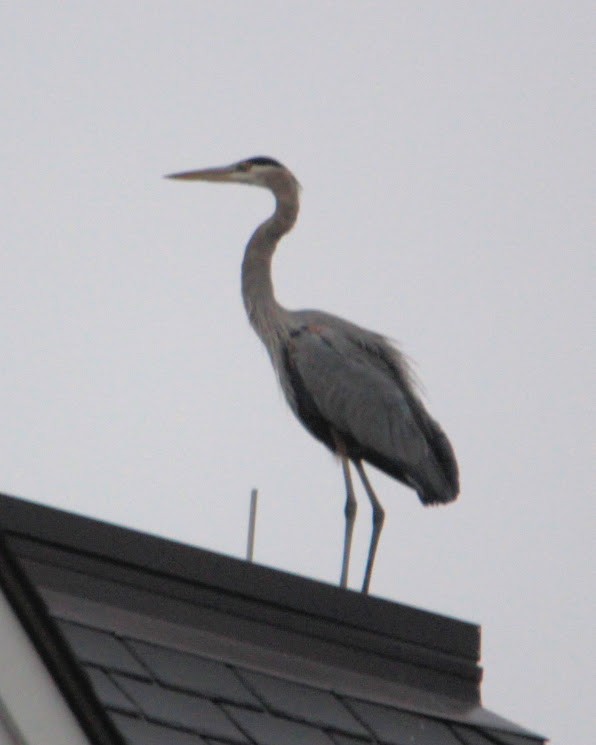 Garza Azulada - ML645598368