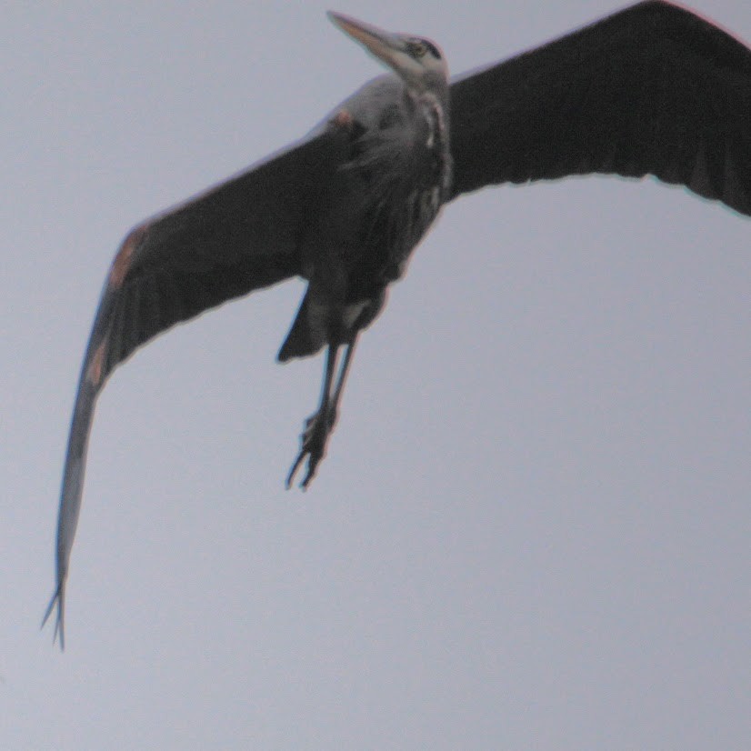 Garza Azulada - ML645598369