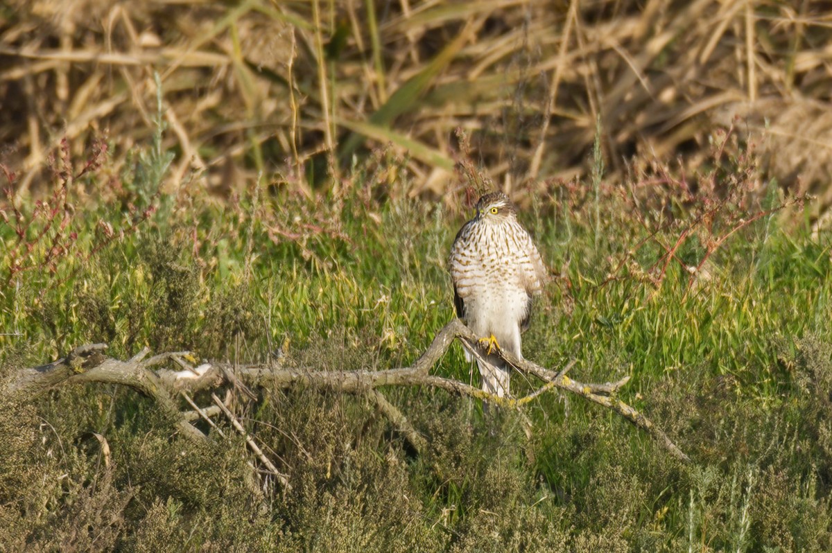 Gavilán Común - ML645598370