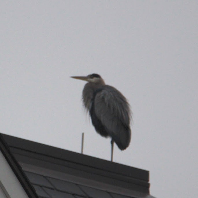 Garza Azulada - ML645598371