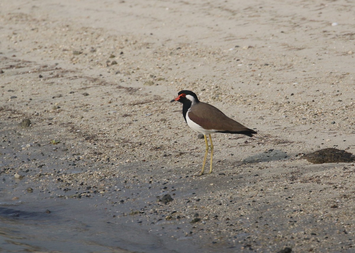 Avefría India - ML645598373