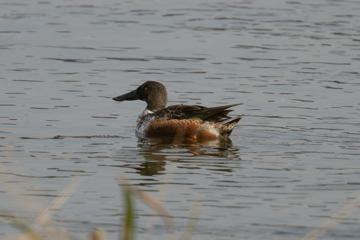 Cuchara Común - ML645598374