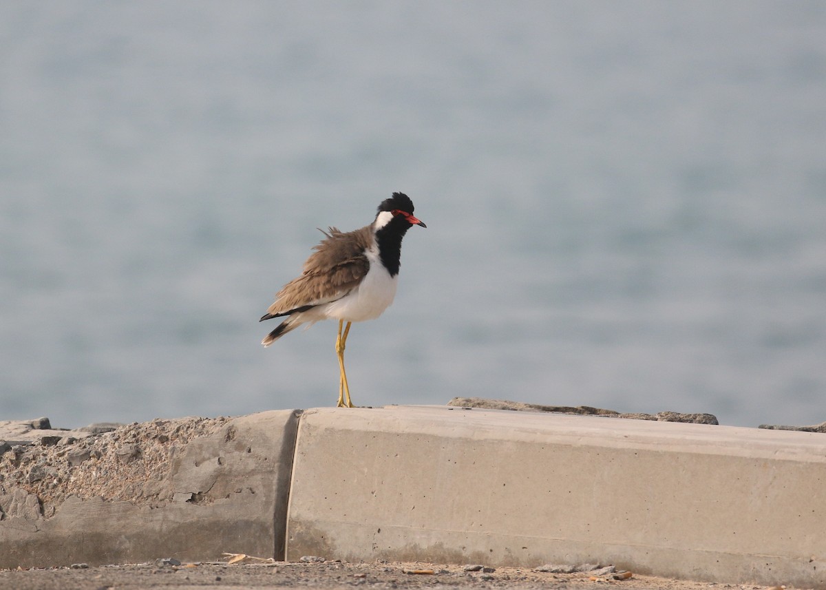 Avefría India - ML645598375