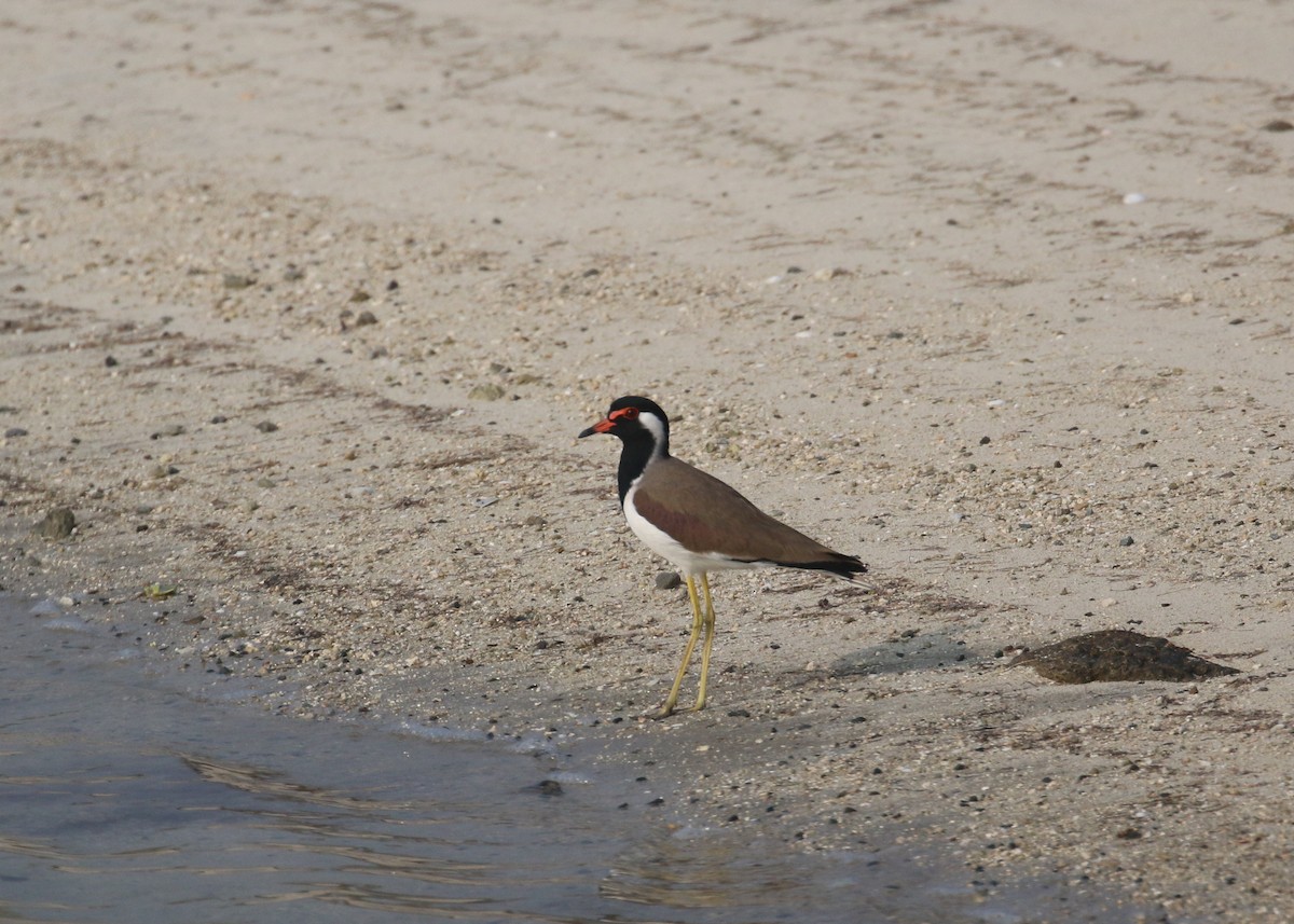 Avefría India - ML645598376