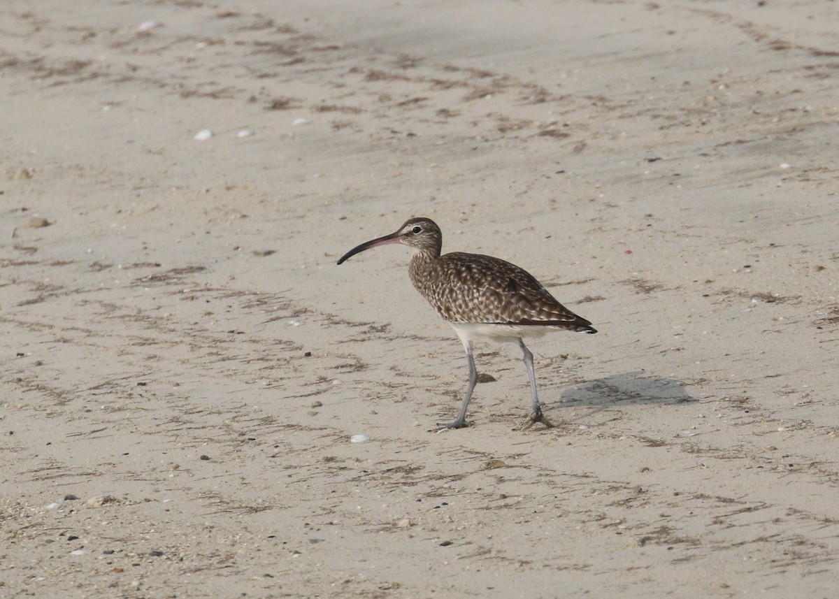 Zarapito Trinador Euroasiático - ML645598377