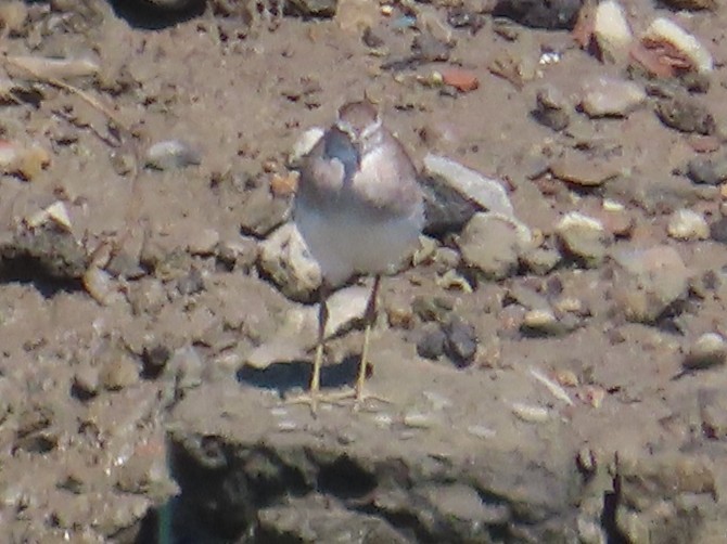 Andarríos Chico - ML645598380