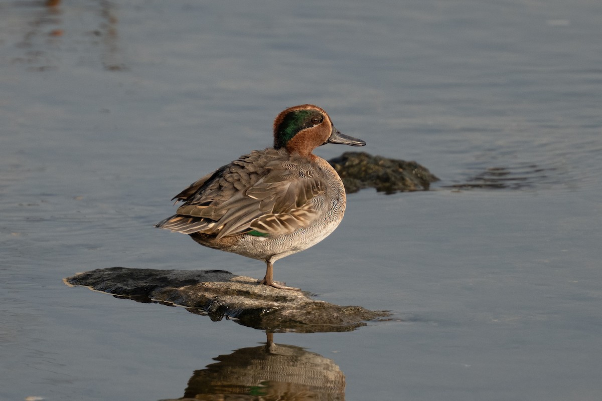 Cerceta Común (Euroasiática) - ML645598381