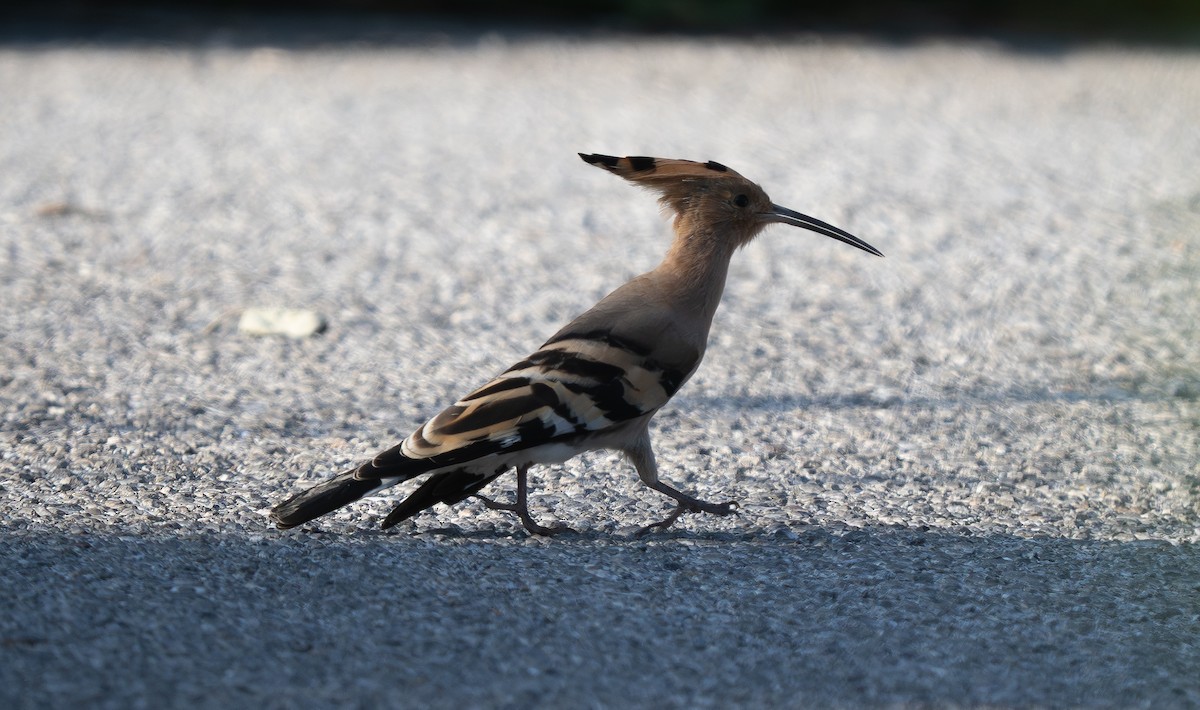 Abubilla Común - ML645598382