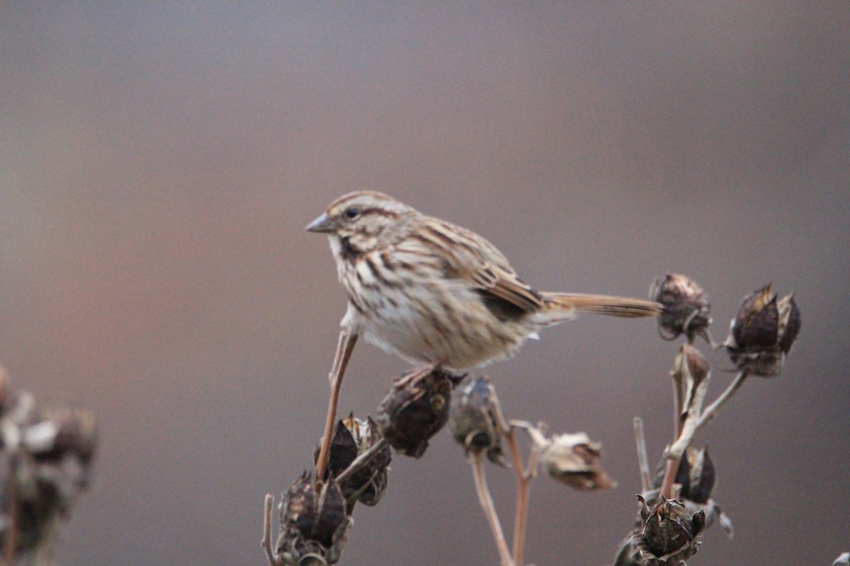 Chingolo Cantor - ML645598383