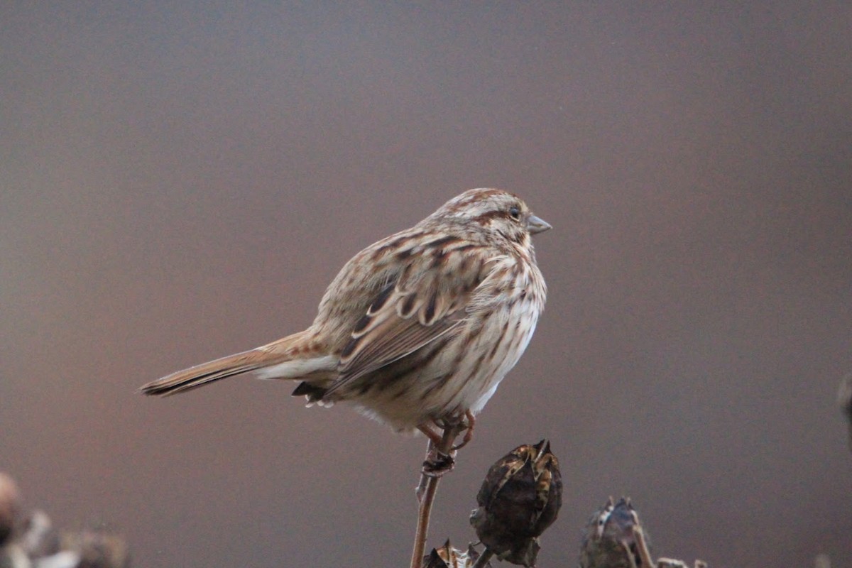 Chingolo Cantor - ML645598384