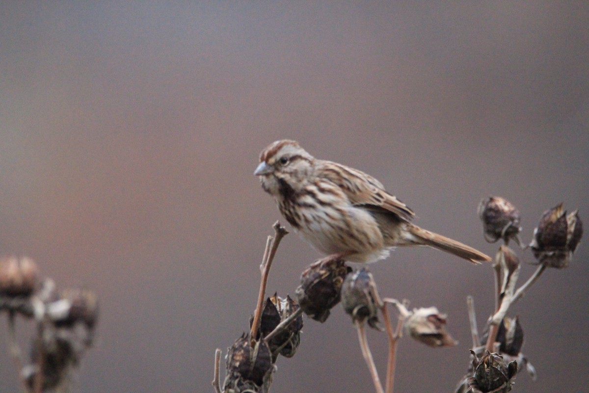 Chingolo Cantor - ML645598385