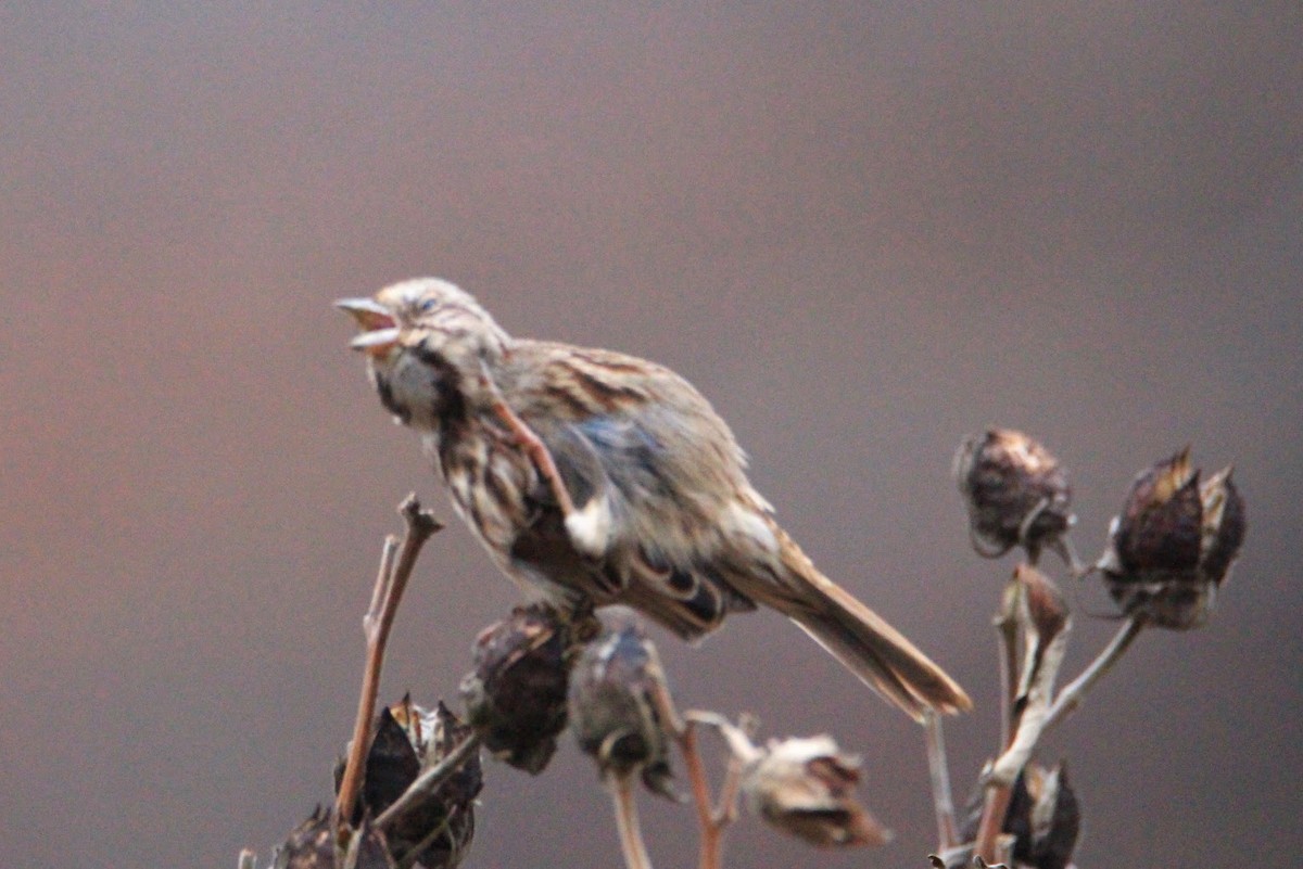 Chingolo Cantor - ML645598386