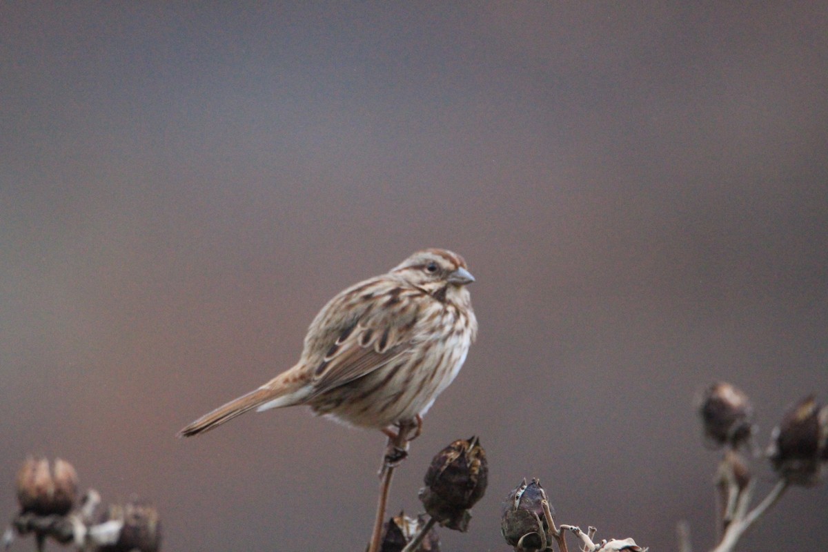 Chingolo Cantor - ML645598387