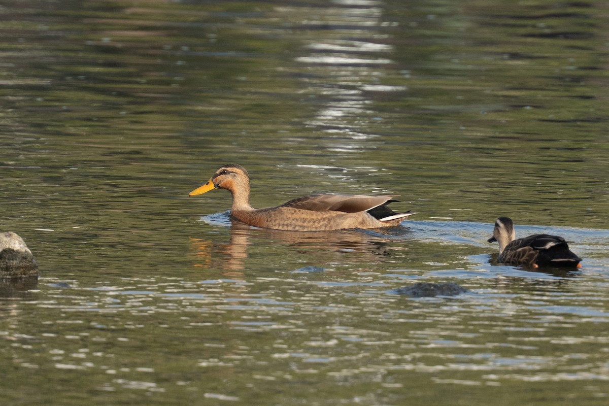 Ánade Azulón x Picopinto Chino (híbrido) - ML645598388