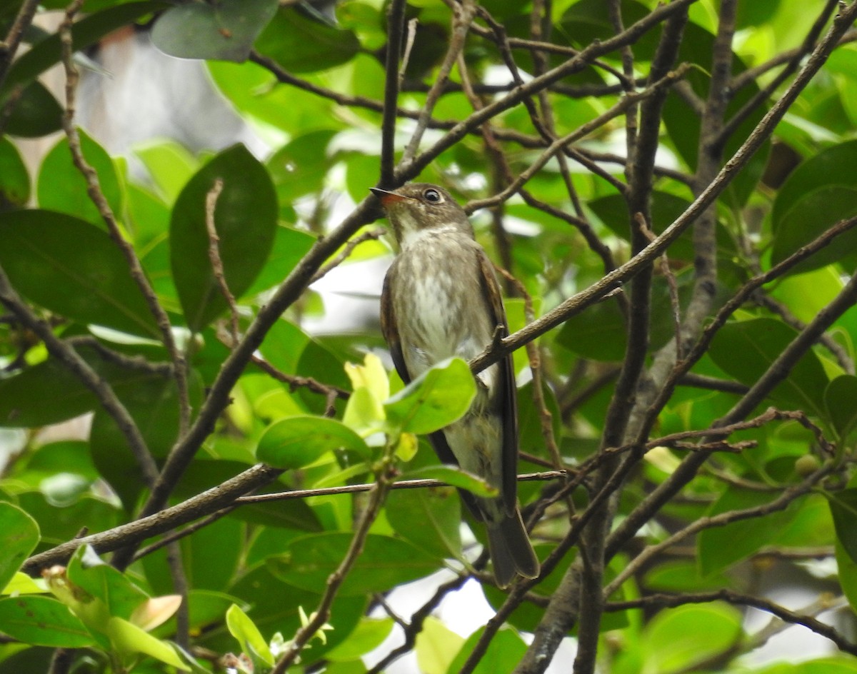 חטפית כהה - ML645598408
