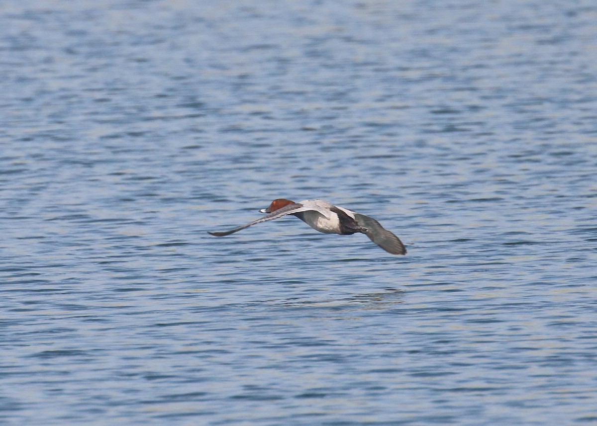 Common Pochard - ML645598412
