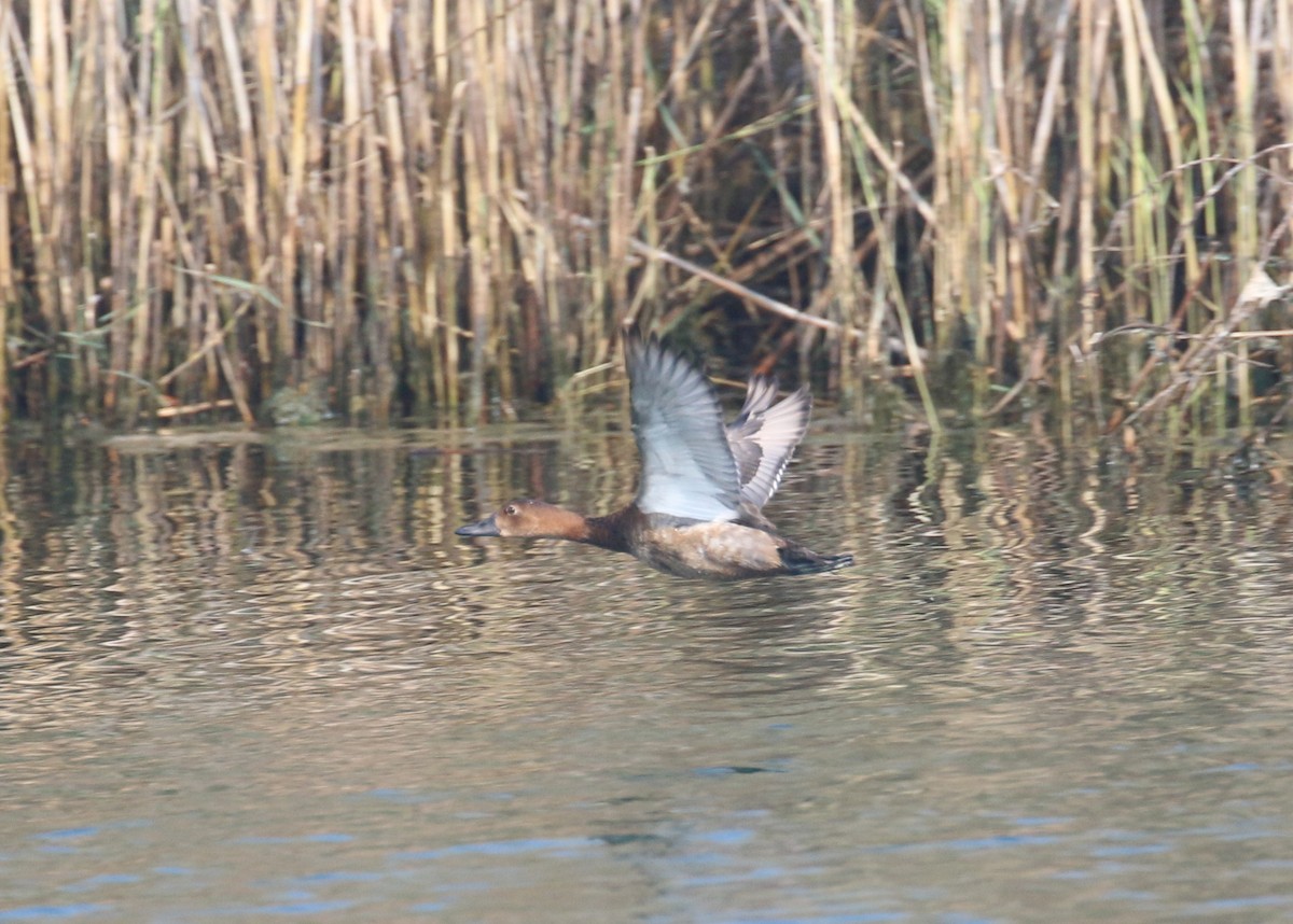 Common Pochard - ML645598413