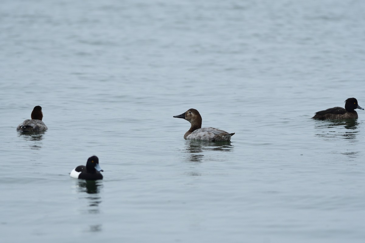 Canvasback - ML645598446