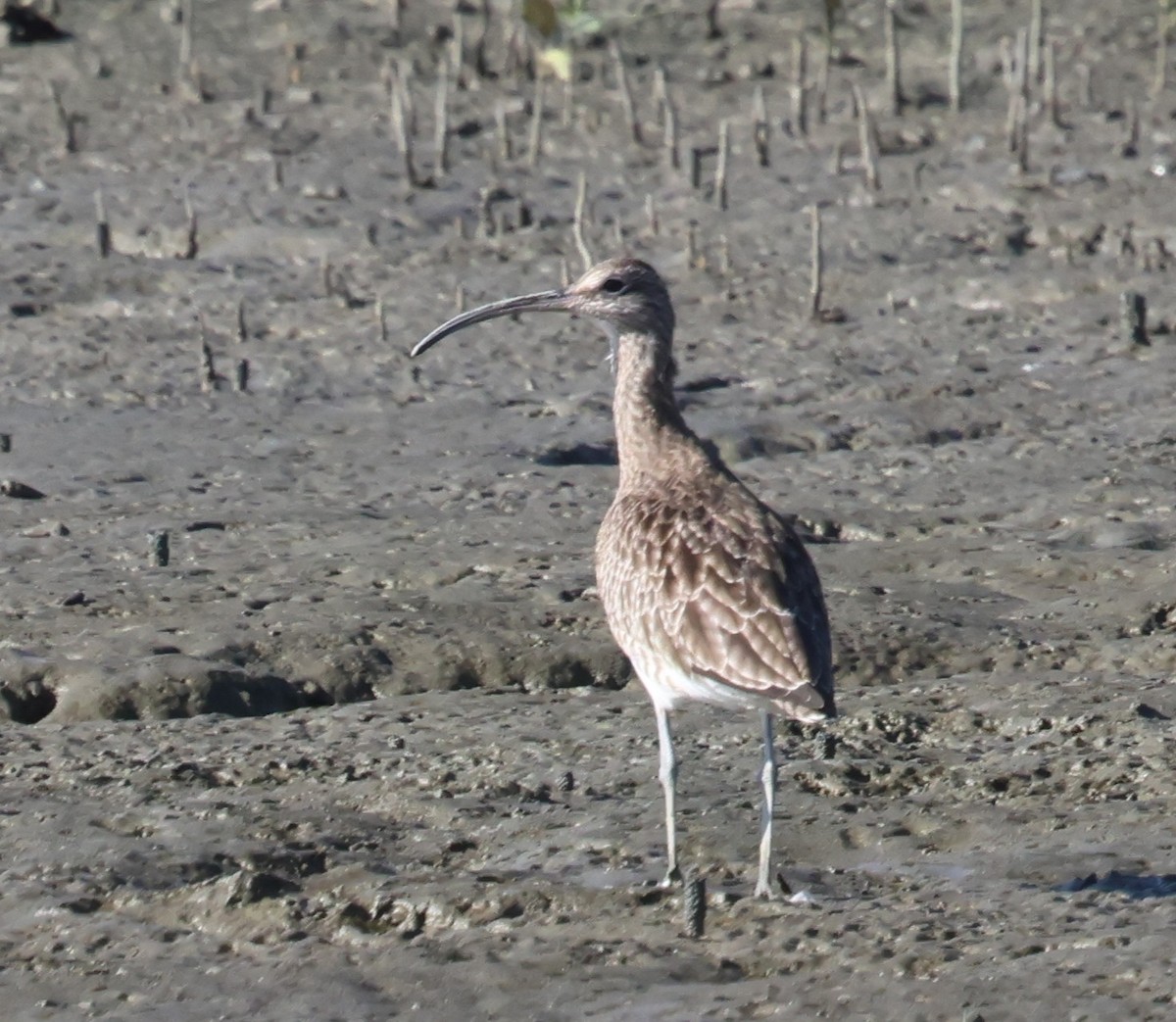 Eurasian Whimbrel - ML645598471