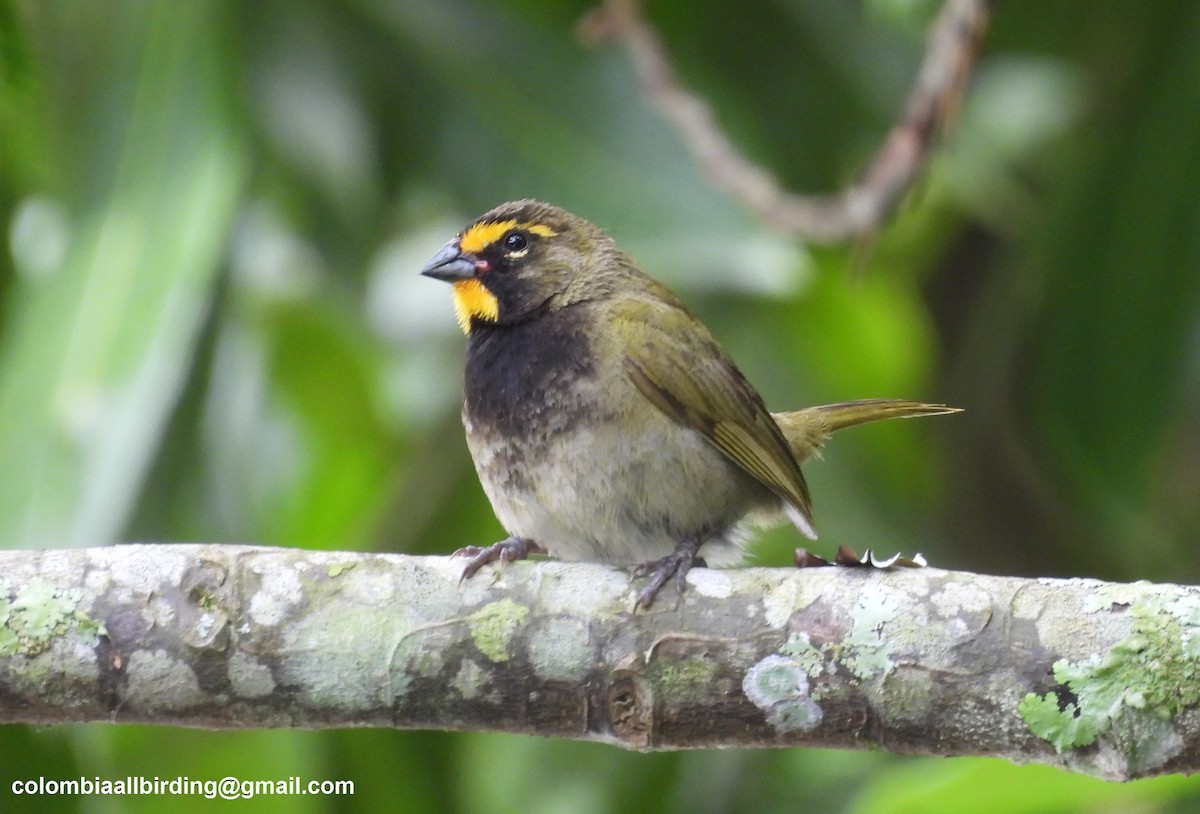 Yellow-faced Grassquit - ML645598480