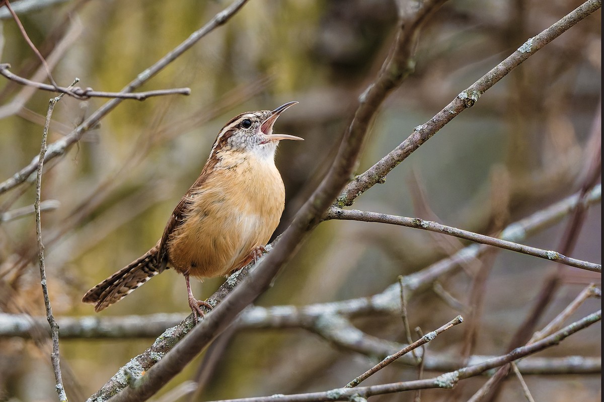 Carolina Wren - ML645598496