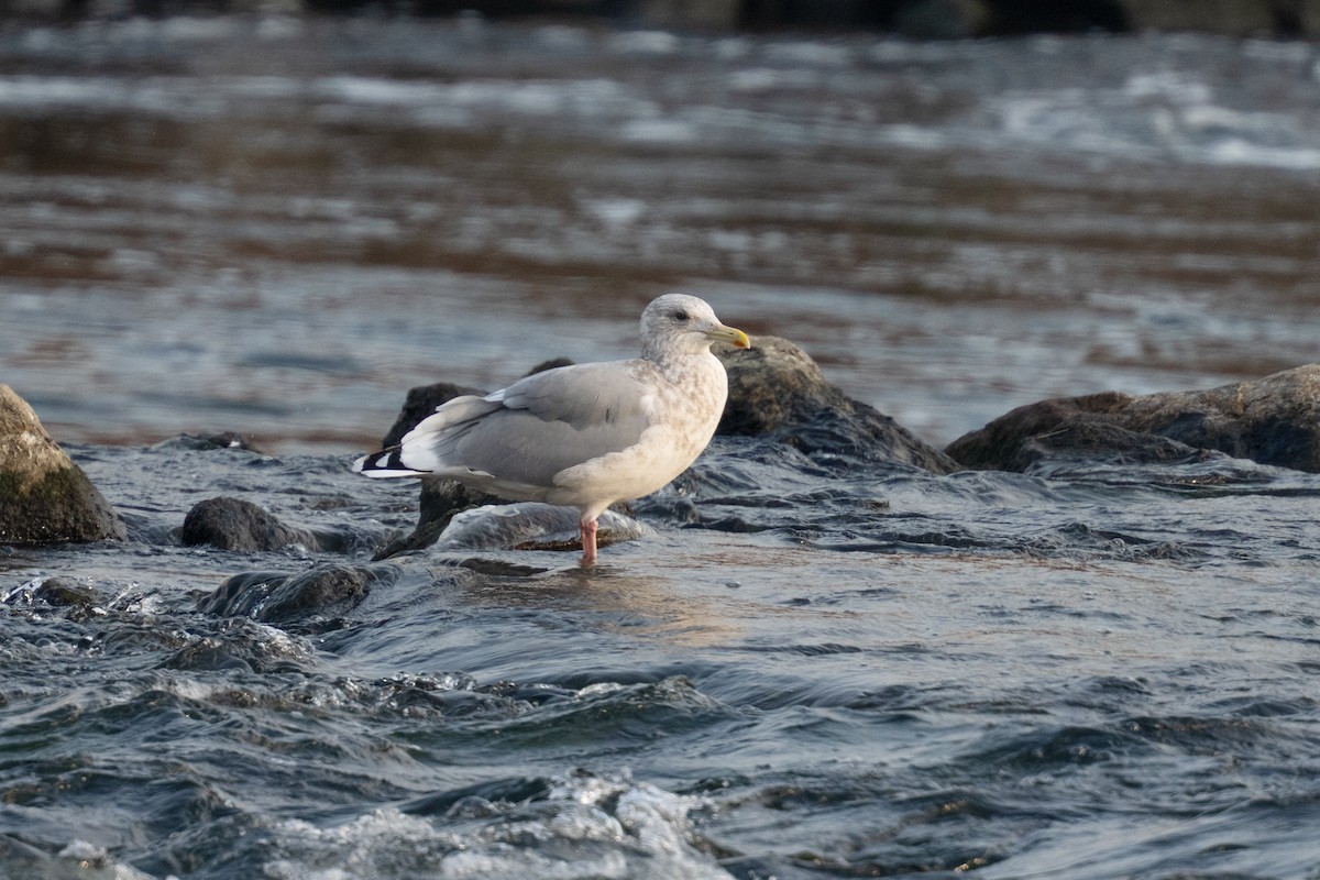 Vega Gull - ML645598502