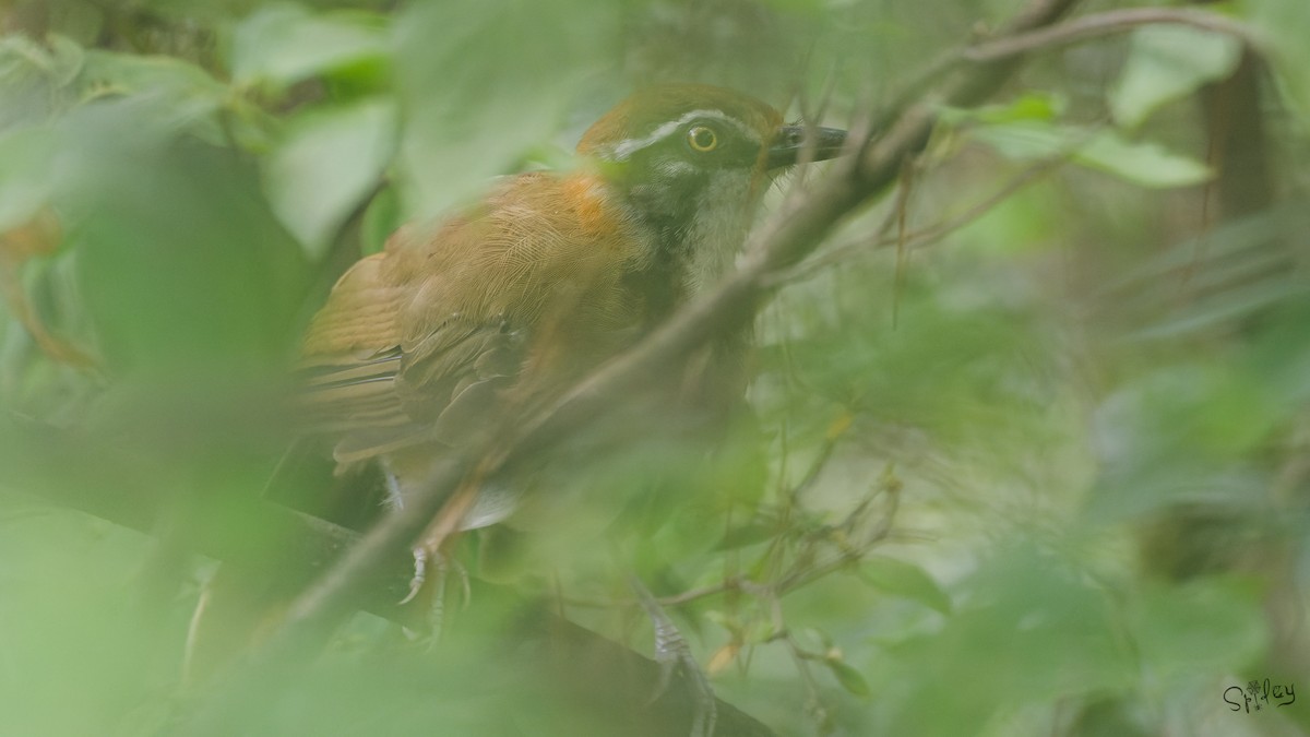 Lesser Necklaced Laughingthrush - ML645598508