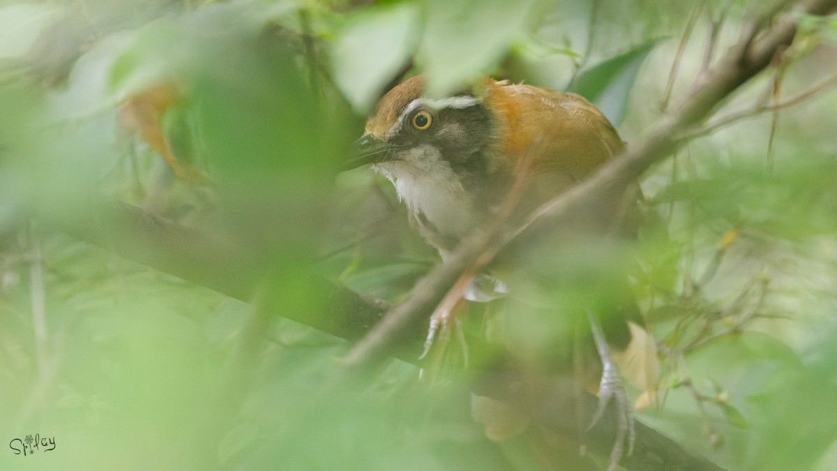 Lesser Necklaced Laughingthrush - ML645598510