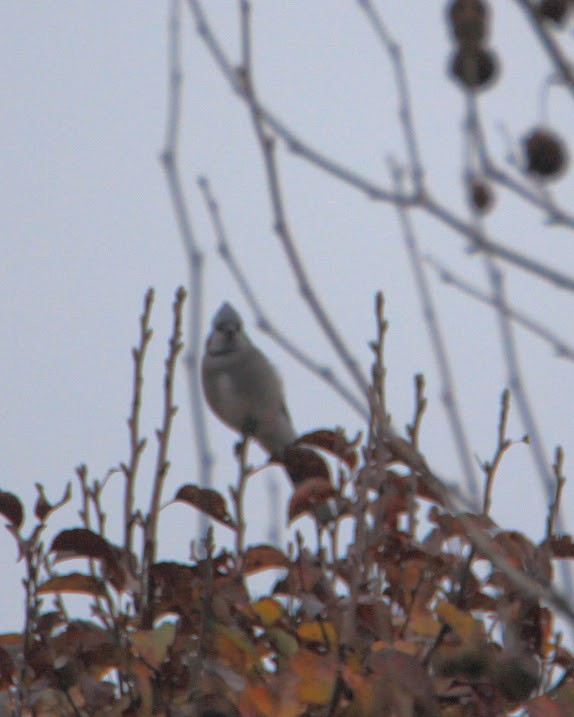 Geai bleu - ML645598515