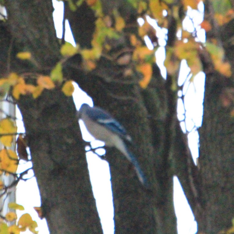 Geai bleu - ML645598516