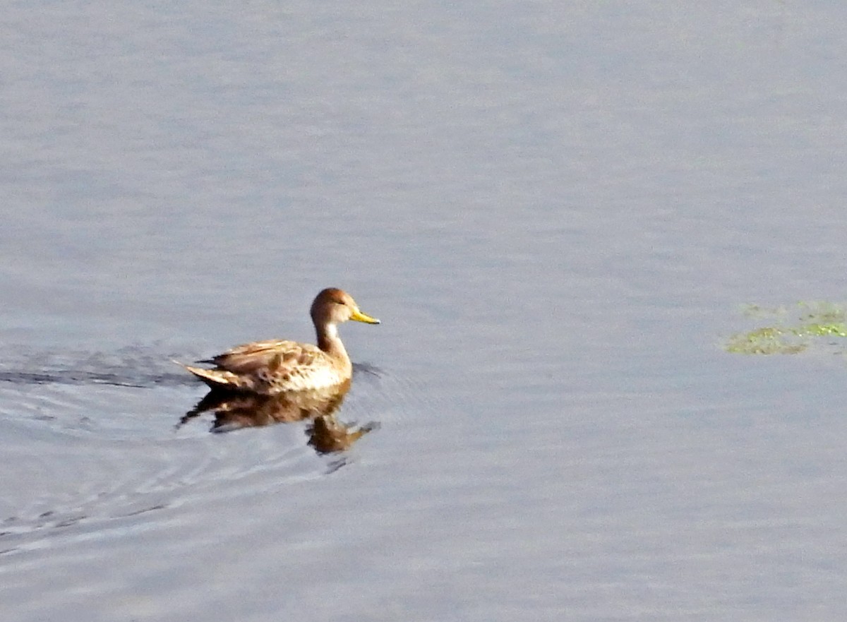 gulnebbstjertand - ML645598518