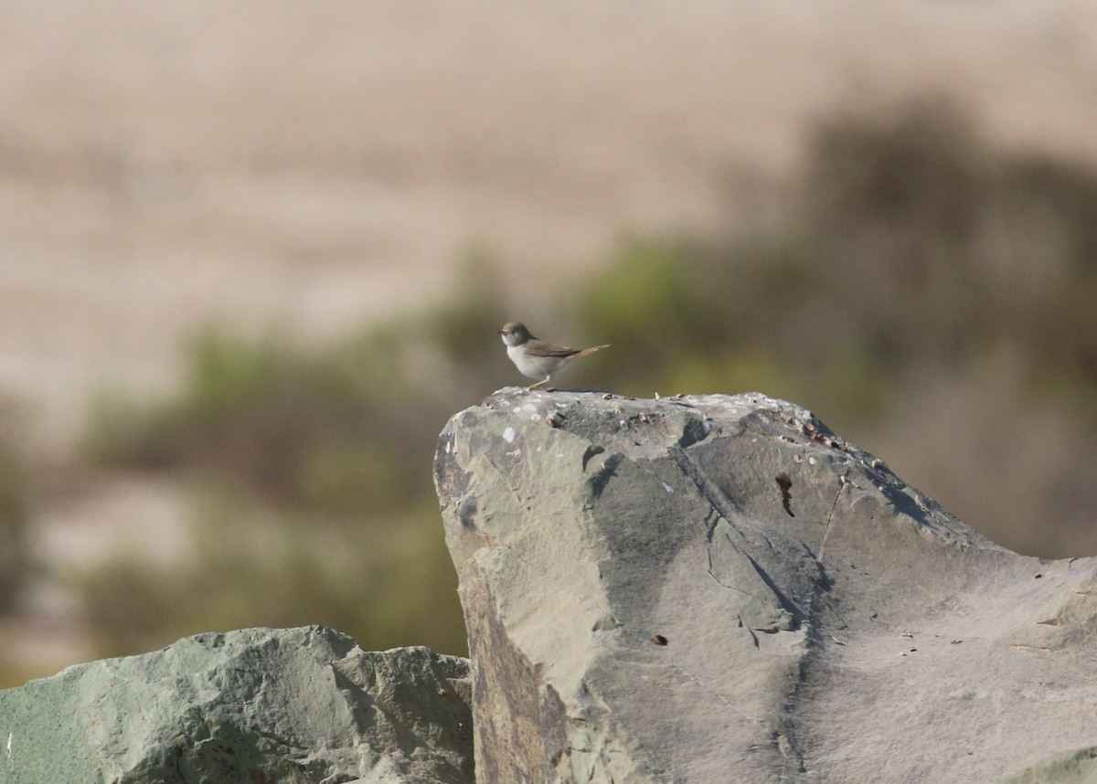 Пустынная славка - ML645598535