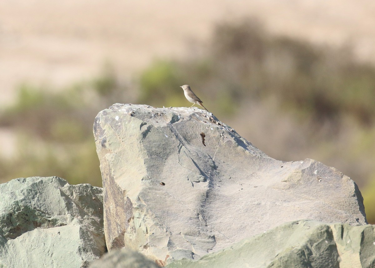 Пустынная славка - ML645598536