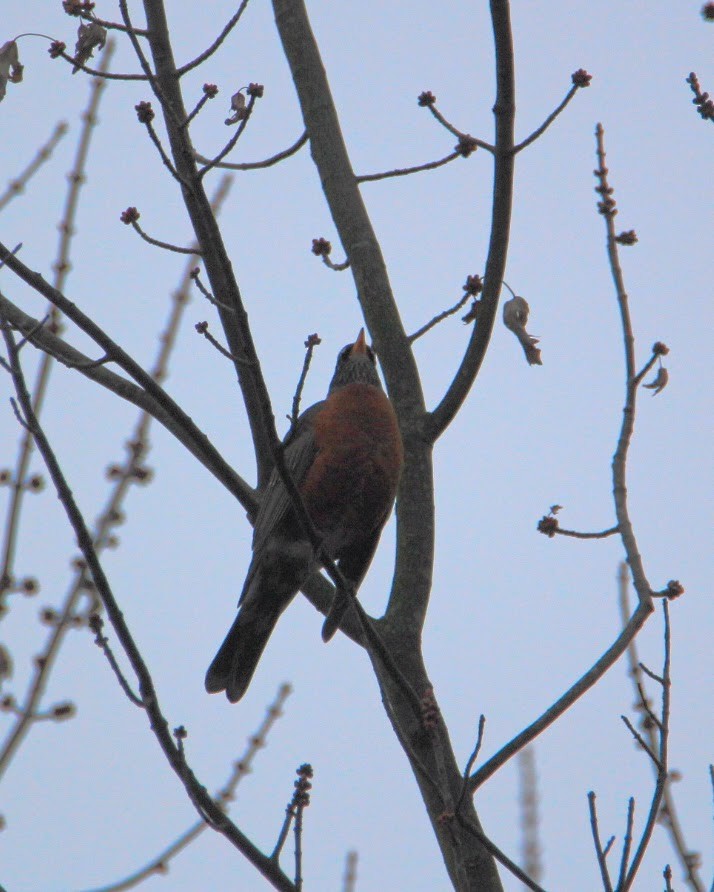 Странствующий дрозд - ML645598566