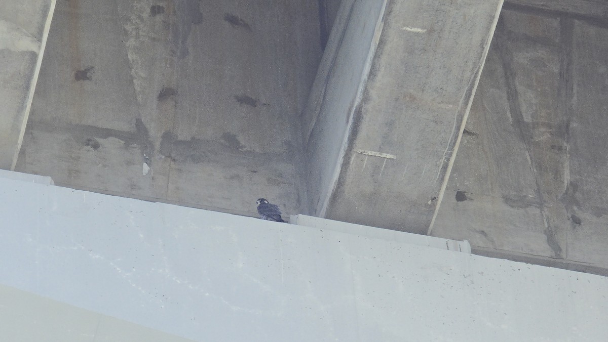 Peregrine Falcon - ML645598576