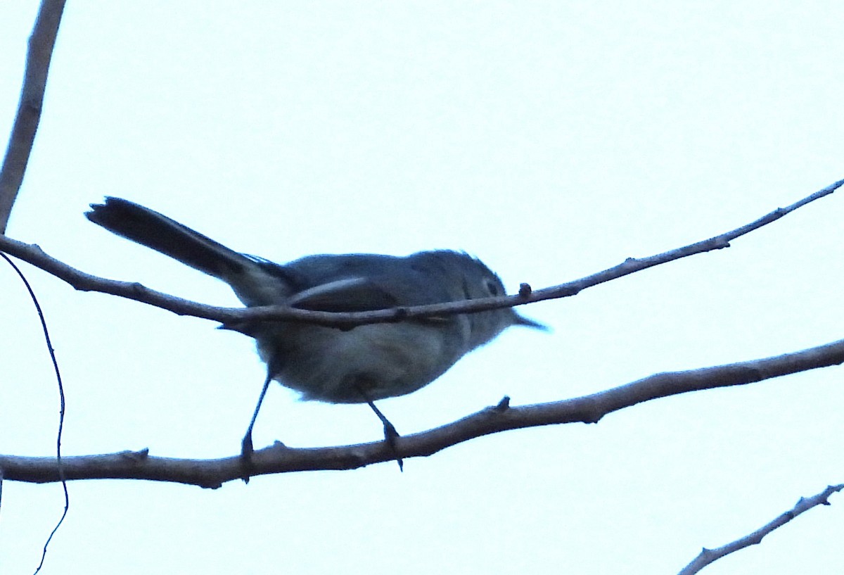 Комароловка сиза - ML645598581