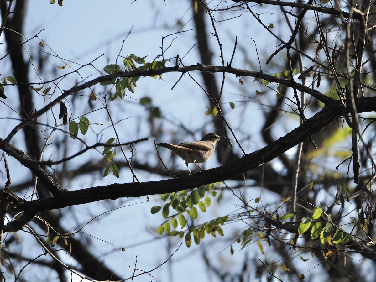 Kızıl Kanatlı Ardıç - ML645598596