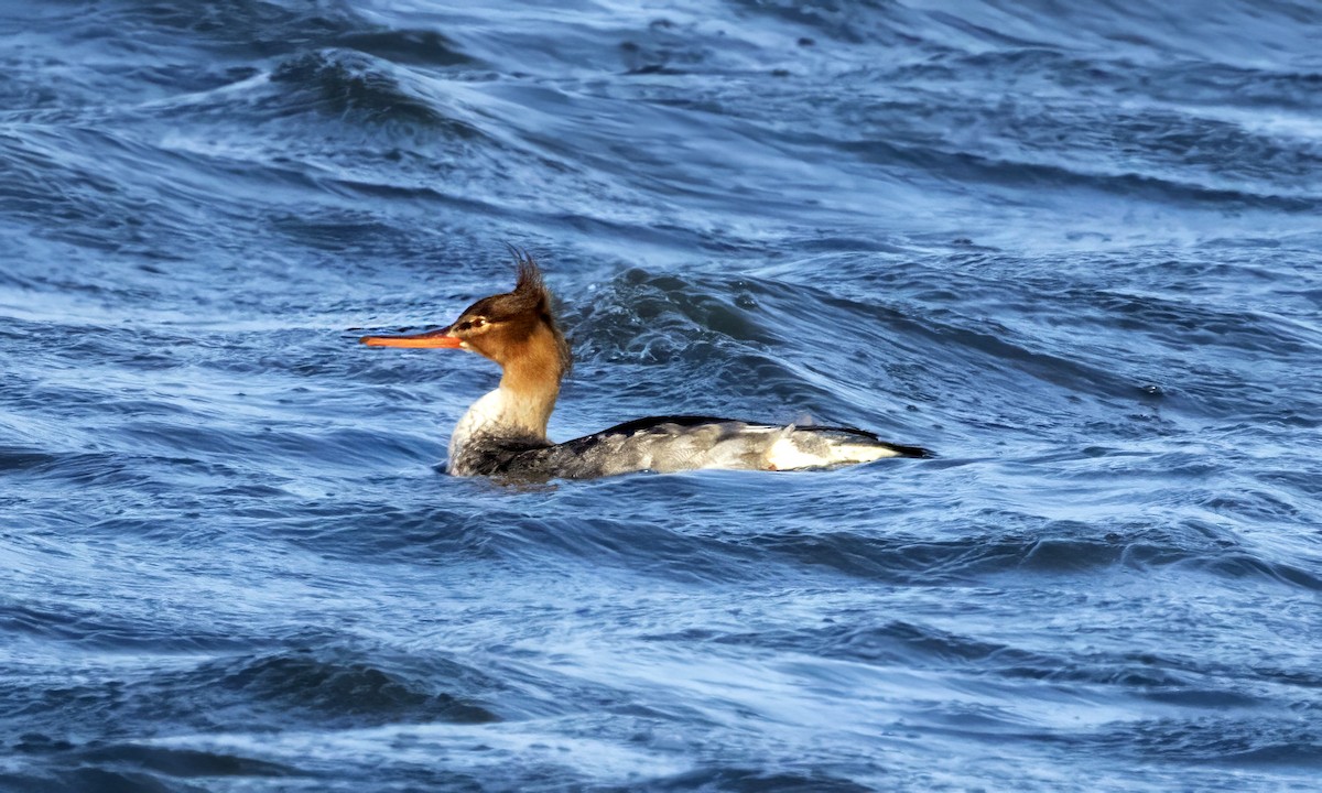 Red-breasted Merganser - ML645598597