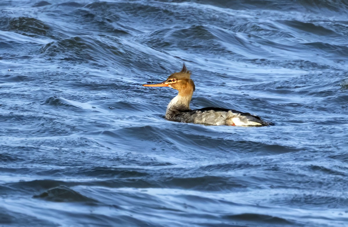Red-breasted Merganser - ML645598601