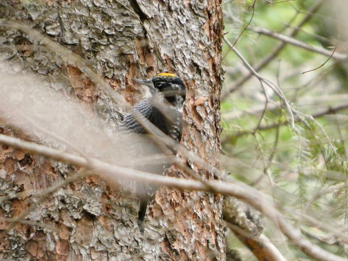 American Three-toed Woodpecker - ML645598602