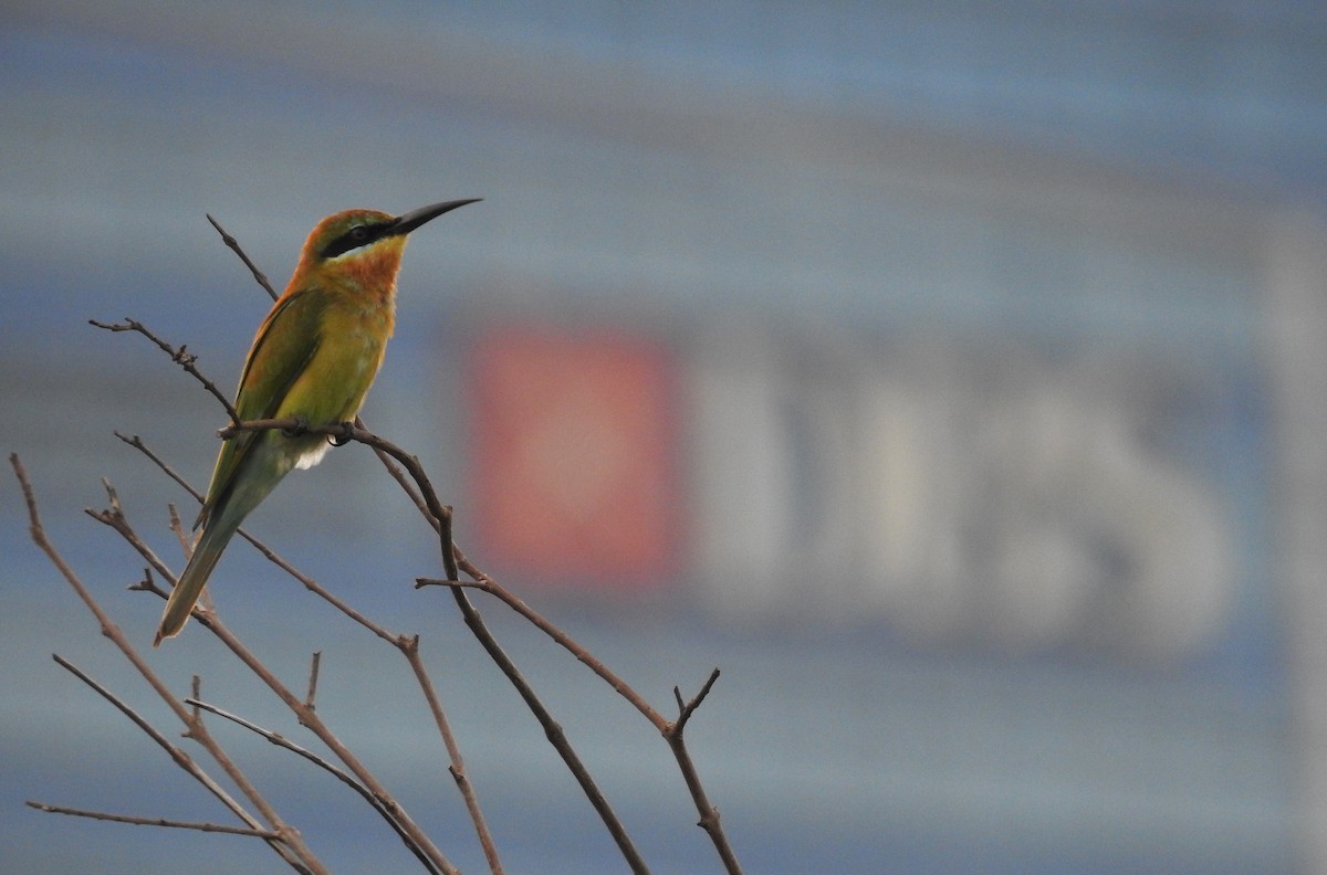 Blue-tailed Bee-eater - ML645598610