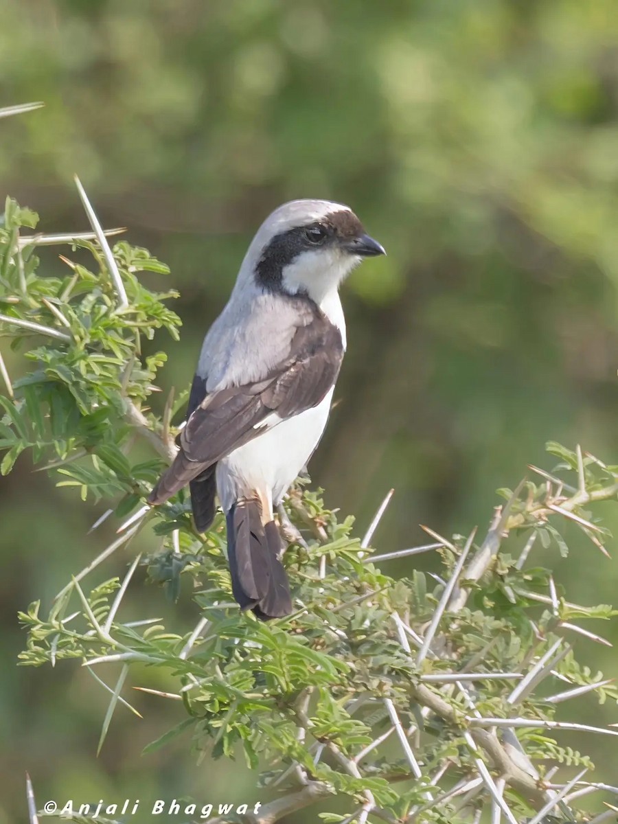 Gray-backed Fiscal - ML645598617