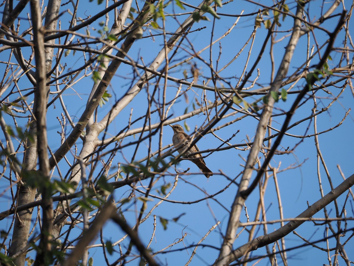 Kızıl Kanatlı Ardıç - ML645598625