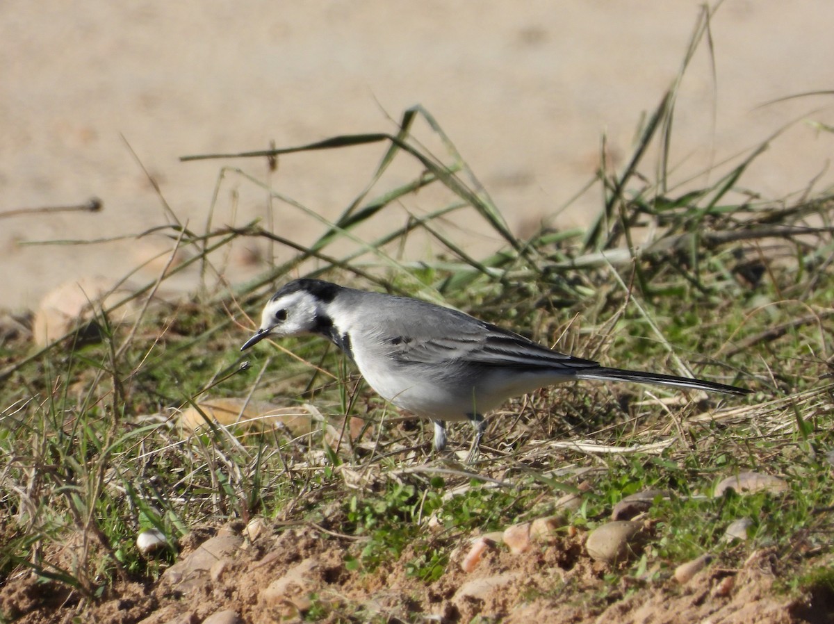 konipas bílý - ML645598634