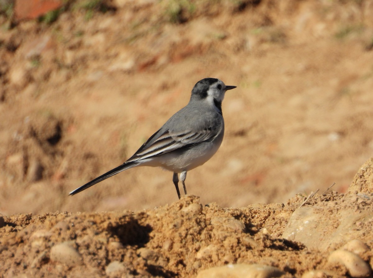 konipas bílý - ML645598636